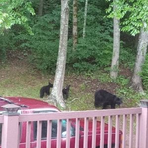 Meet your Posher, Darlene